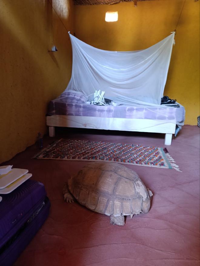 Tortuga de Hahatay
