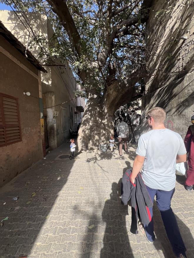Baobab en medio de la calle